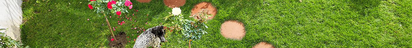 Corten čelični vrtne ploče Corten čelični vrtne ploče