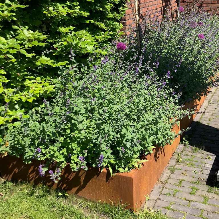 Corten čelični potporni zid ravno 100 cm (visina 50 cm)
