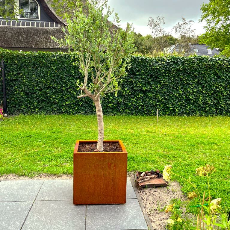Corten čelična tegla za cvijeće Miami 60 x 60 cm