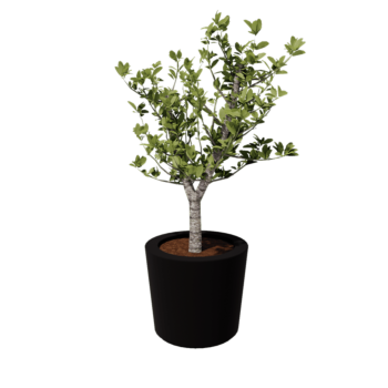 Stakloplastična tegla za cvijeće - Konusan - Ø 63 x 52 cm - RAL9005 mat (crna) - S dnom