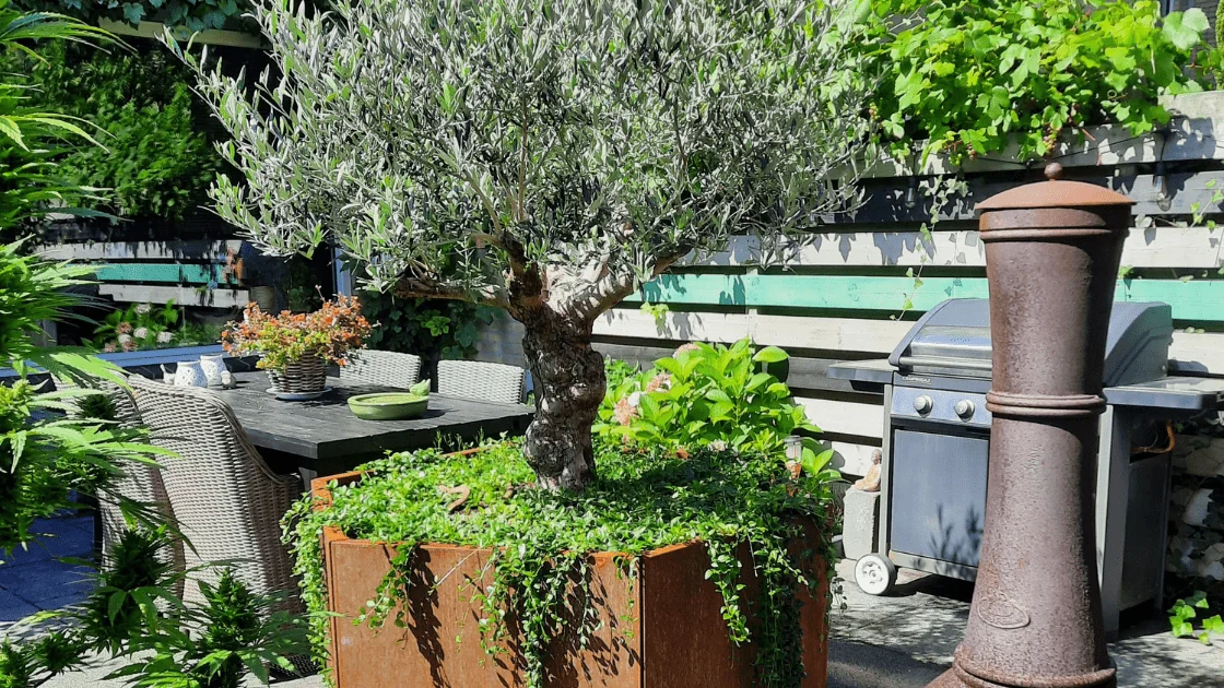 Maslina u velikom cvjetnom loncu: odabir pravog lonca i savjeti za njegu